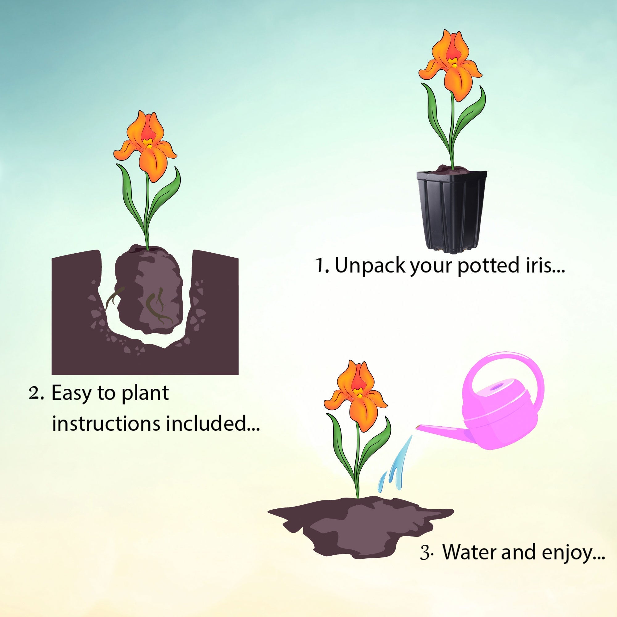 You Grow Girl Fragrant Bearded Iris Quart Container