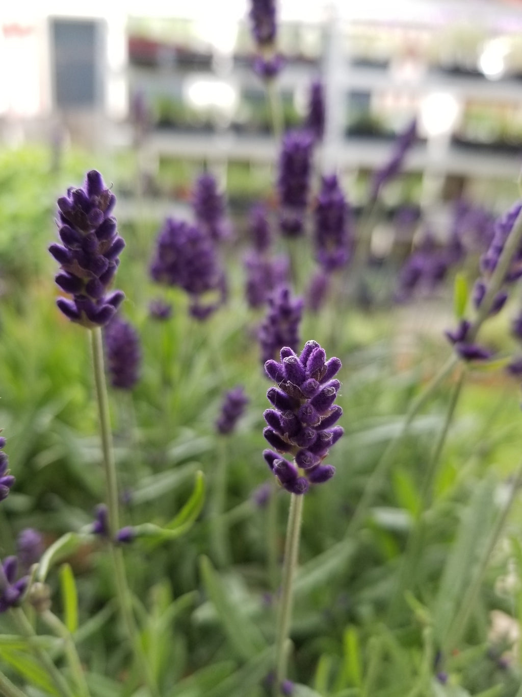 Lavender Live Plant "Hidcote" Lavender