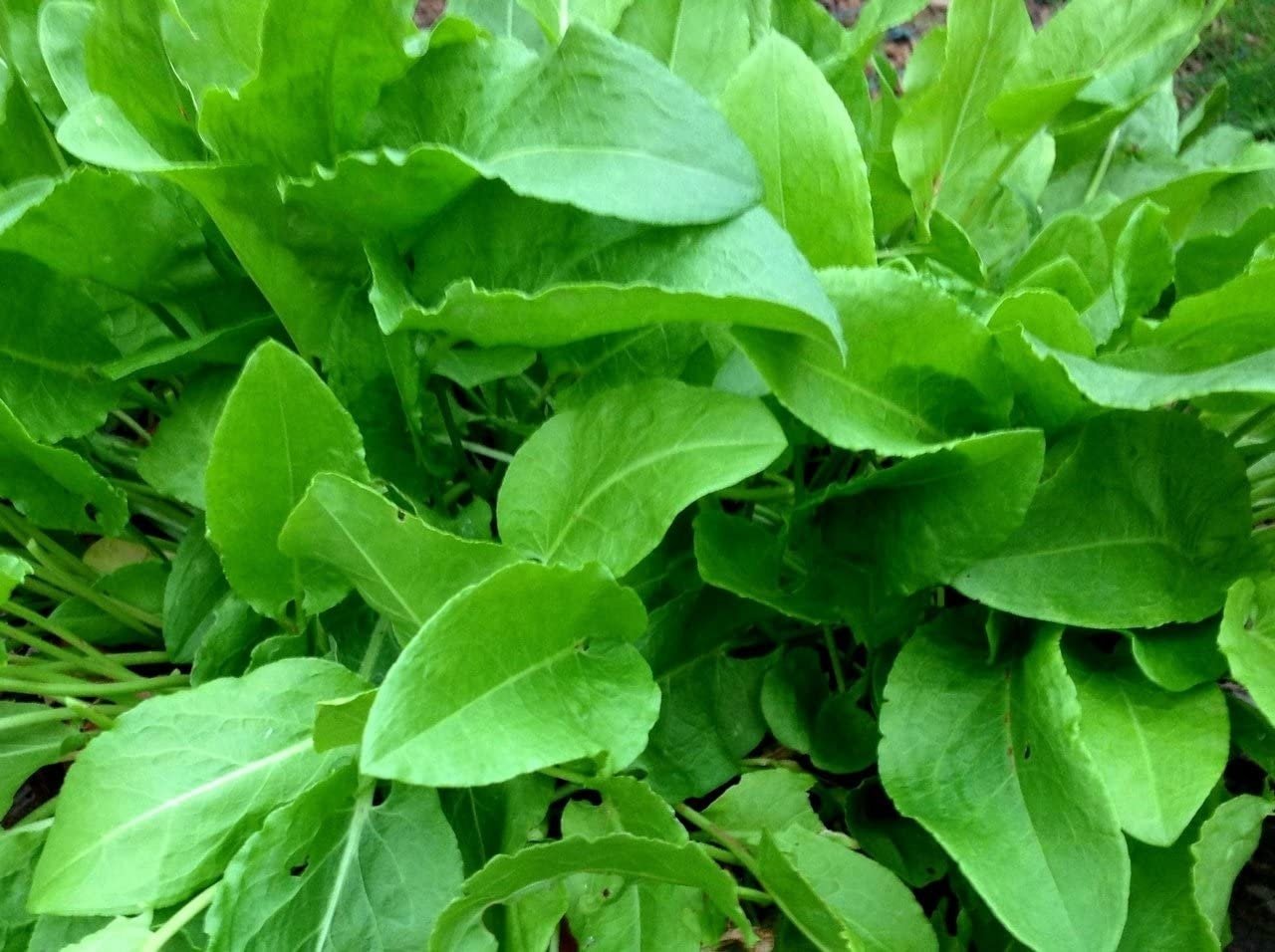 400+ Heirloom French Sorrel Seeds - Ancient Leafy-Herb, Vitamin-Rich
