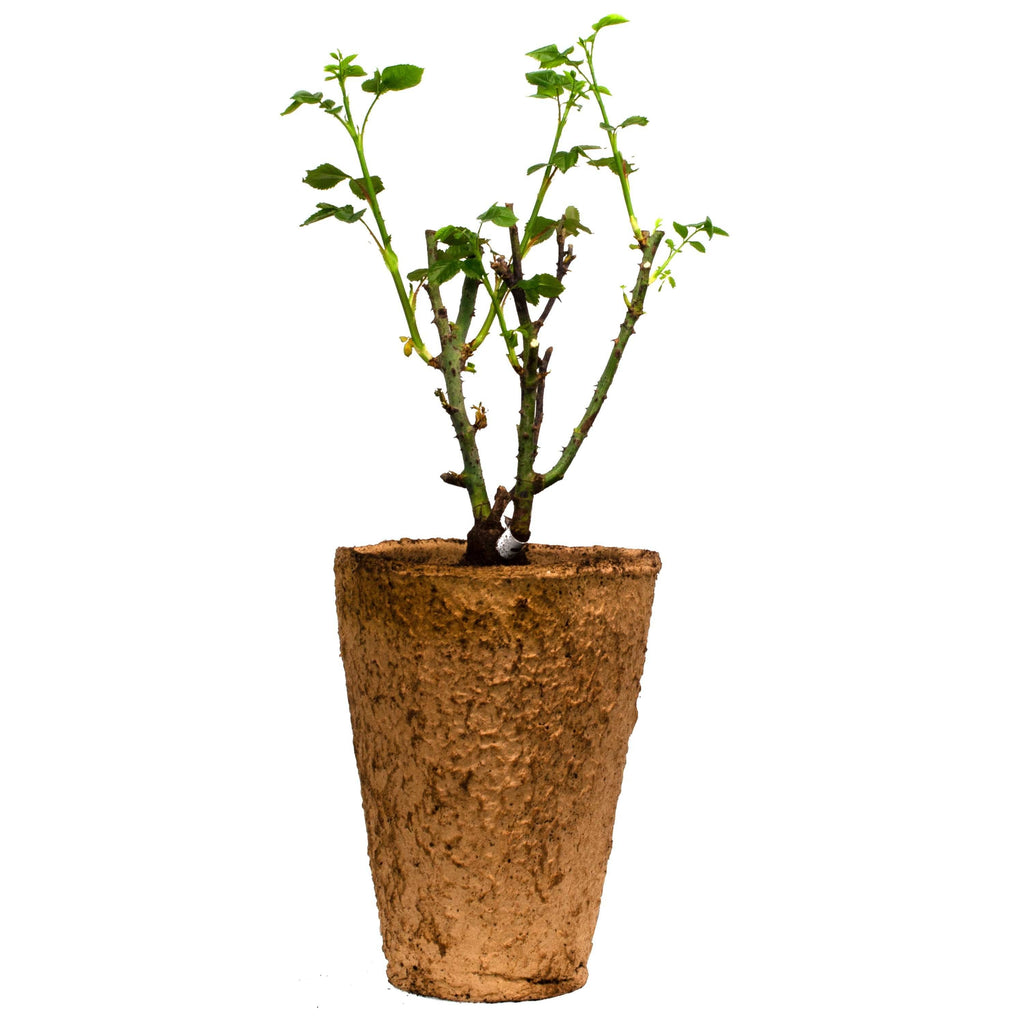 Don Juan Climbing Rose 1.5 gallon Pot