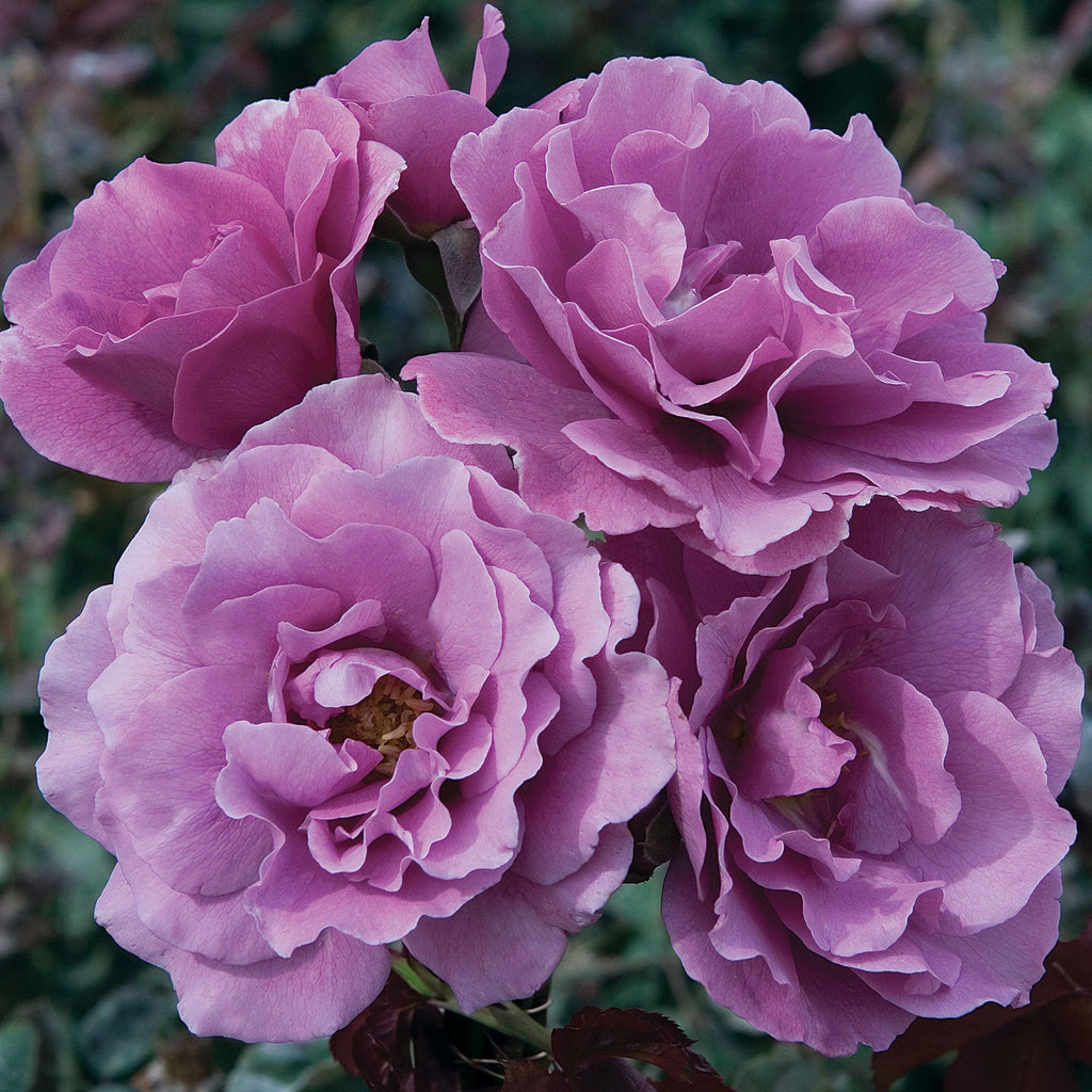 Angel Face Rose 1.5 Gallon Pot