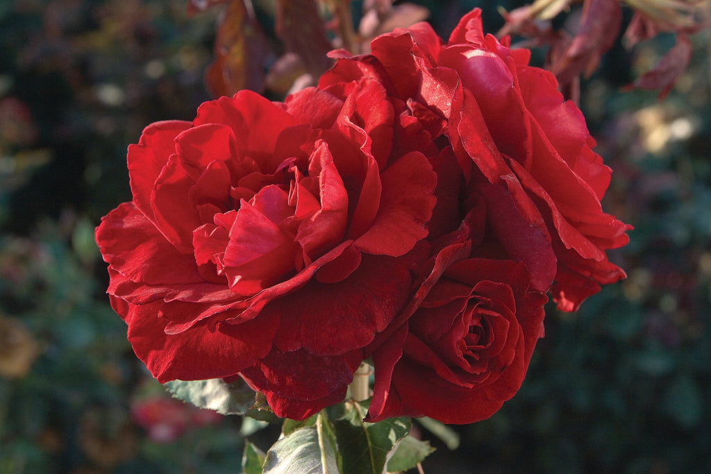 Don Juan Climbing Rose 1.5 gallon Pot
