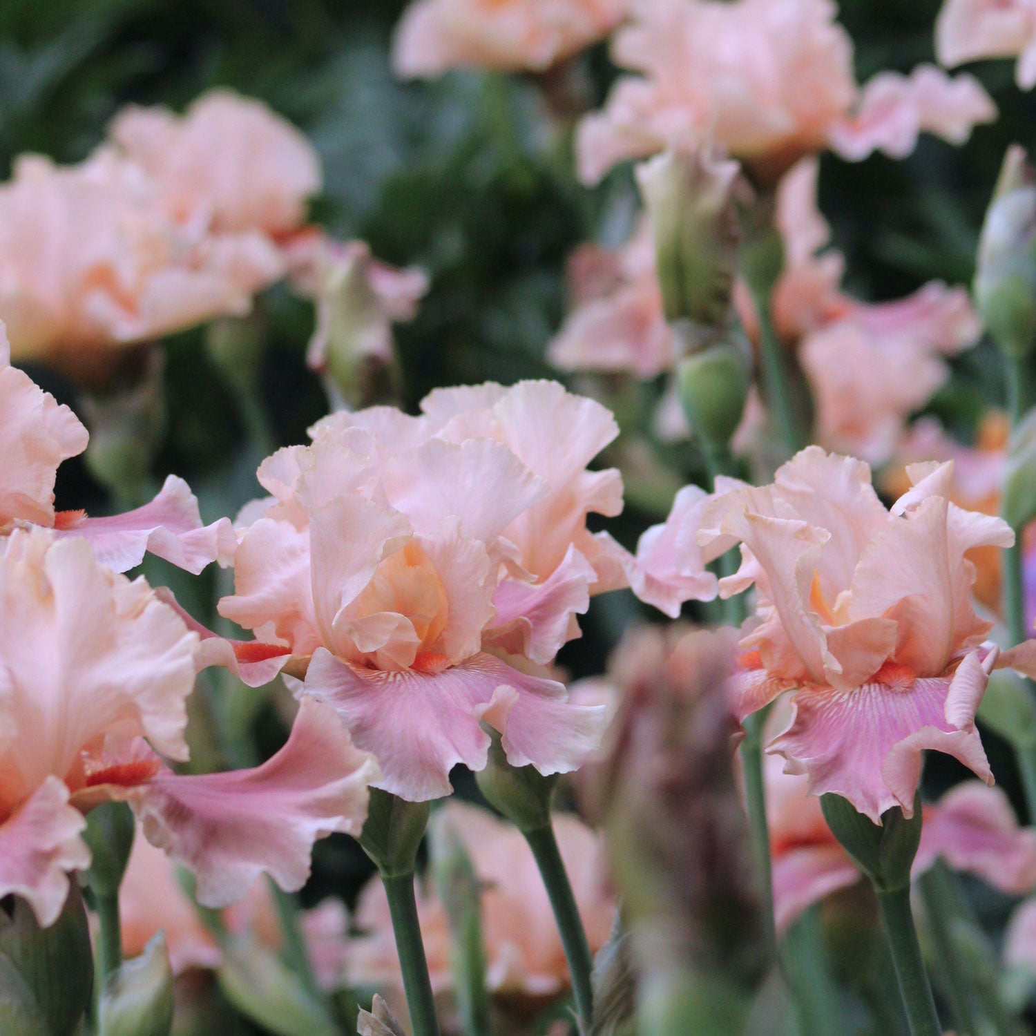 Entitled Fragrant Bearded Iris Quart Container