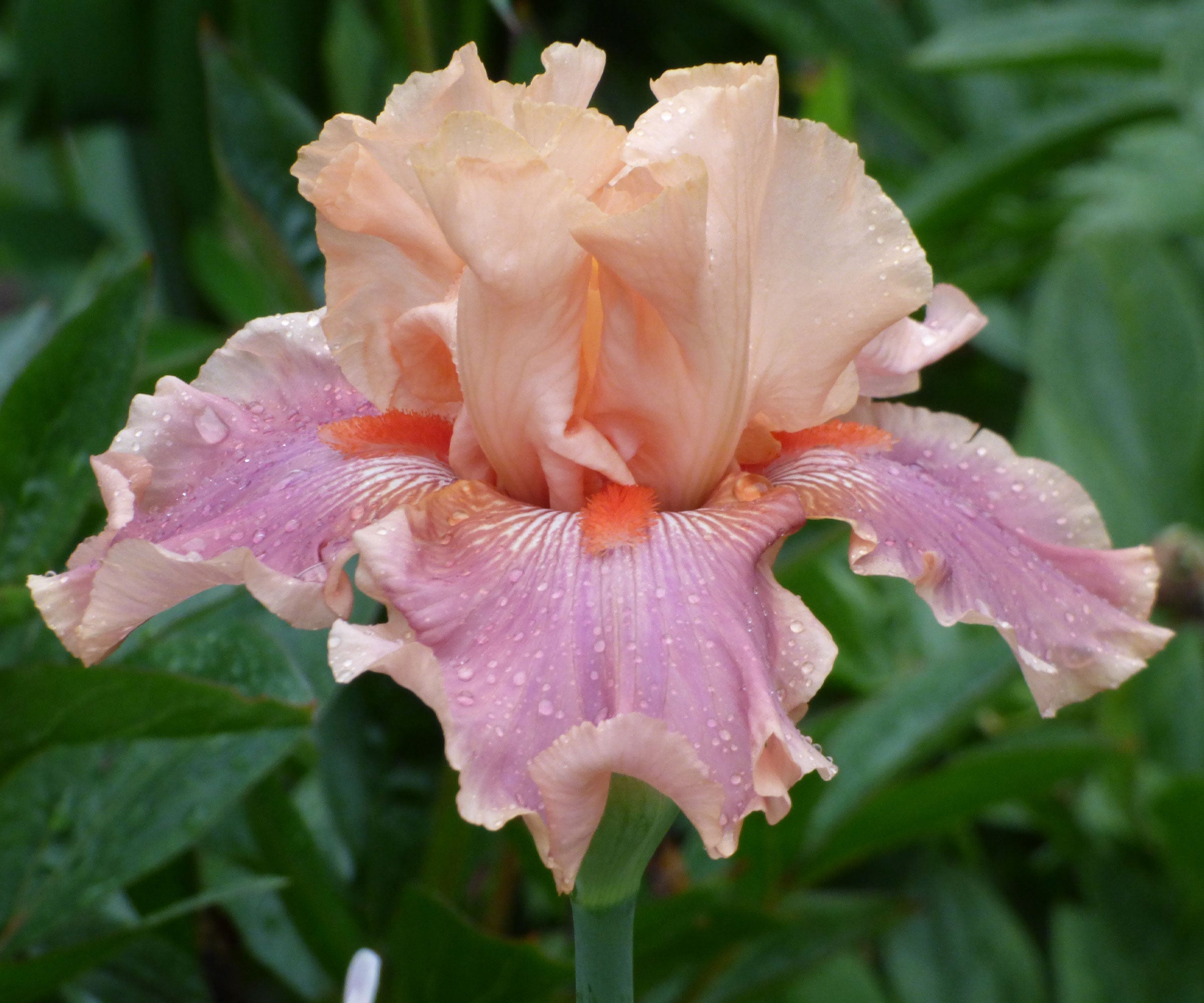 Entitled Fragrant Bearded Iris Quart Container