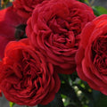 Don Juan Climbing Rose 1.5 gallon Pot