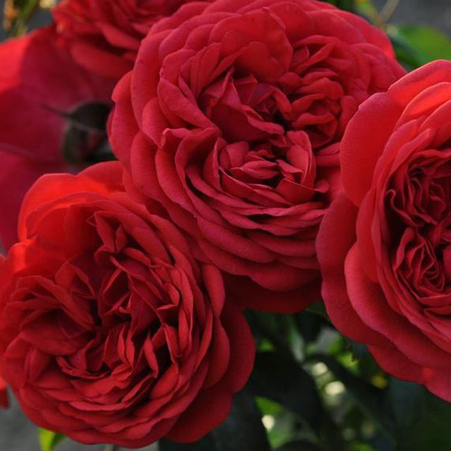 Don Juan Climbing Rose 1.5 gallon Pot