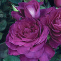 Intrigue Rose 1.5 Gallon Pot