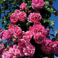 Raspberry Cream Twirl Climbing Rose 1.5 gallon Pot