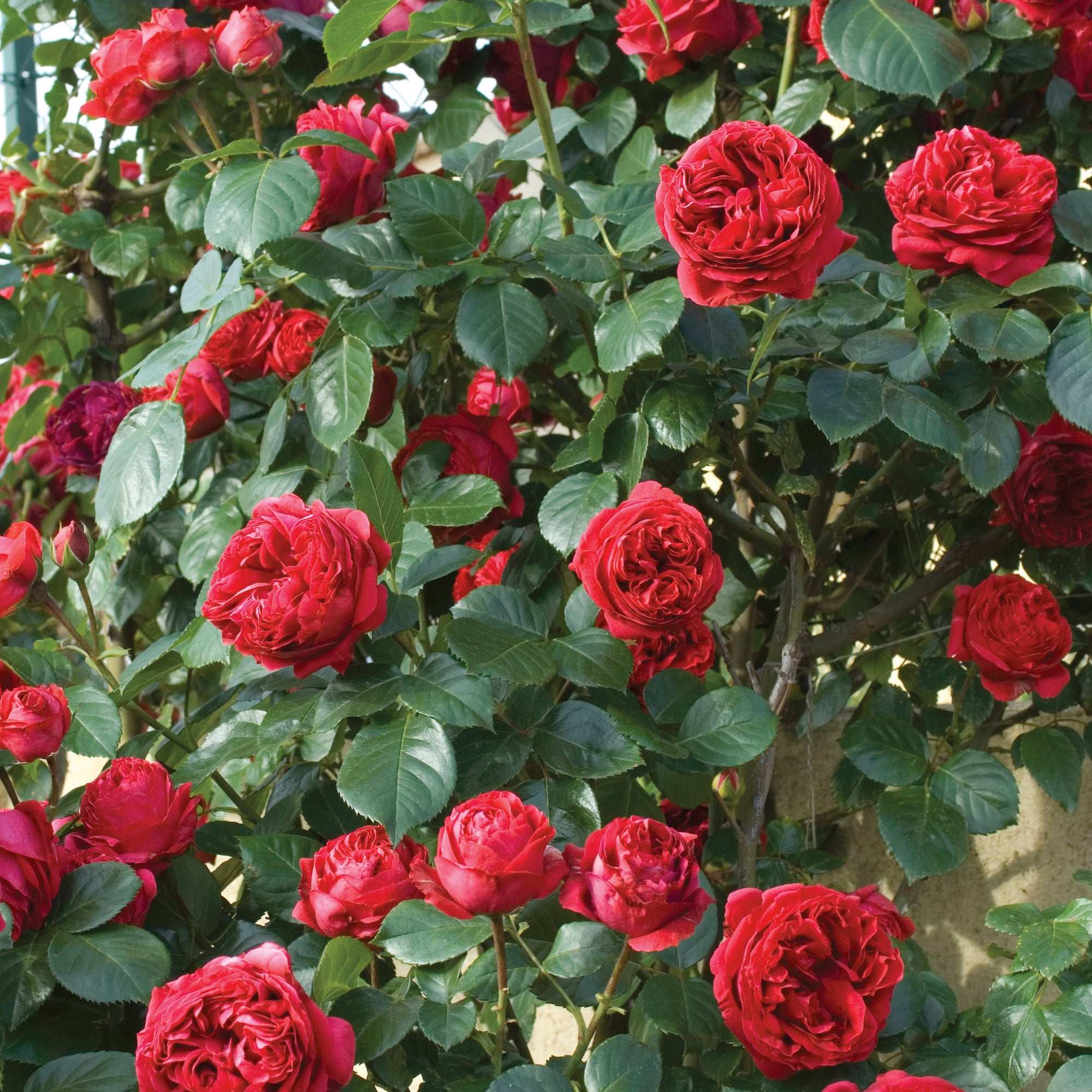 Don Juan Climbing Rose 1.5 gallon Pot