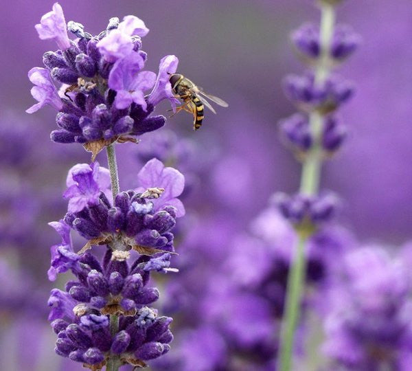 Lavender Live Plant Munstead