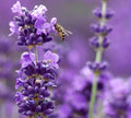 Lavender Live Plant Munstead