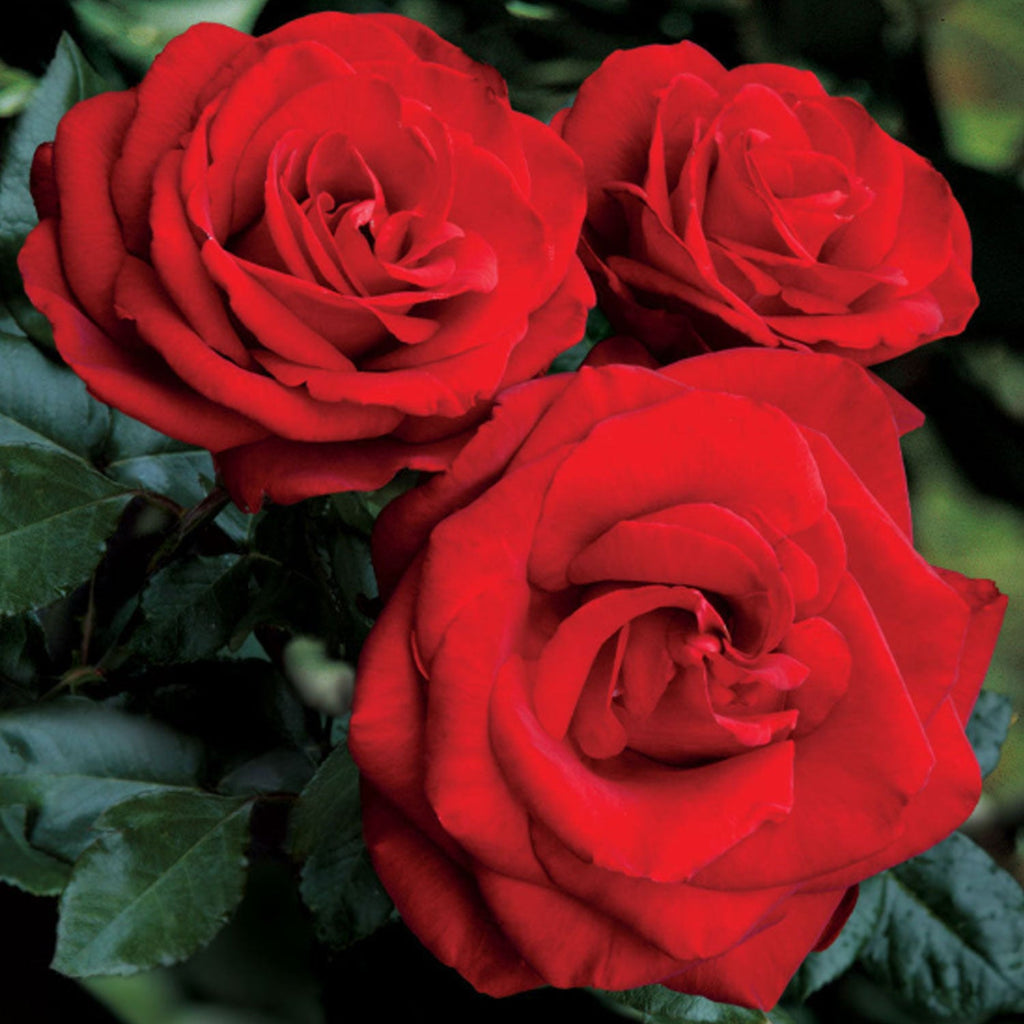 Loves Promise Rose 1.5 gallon Pot