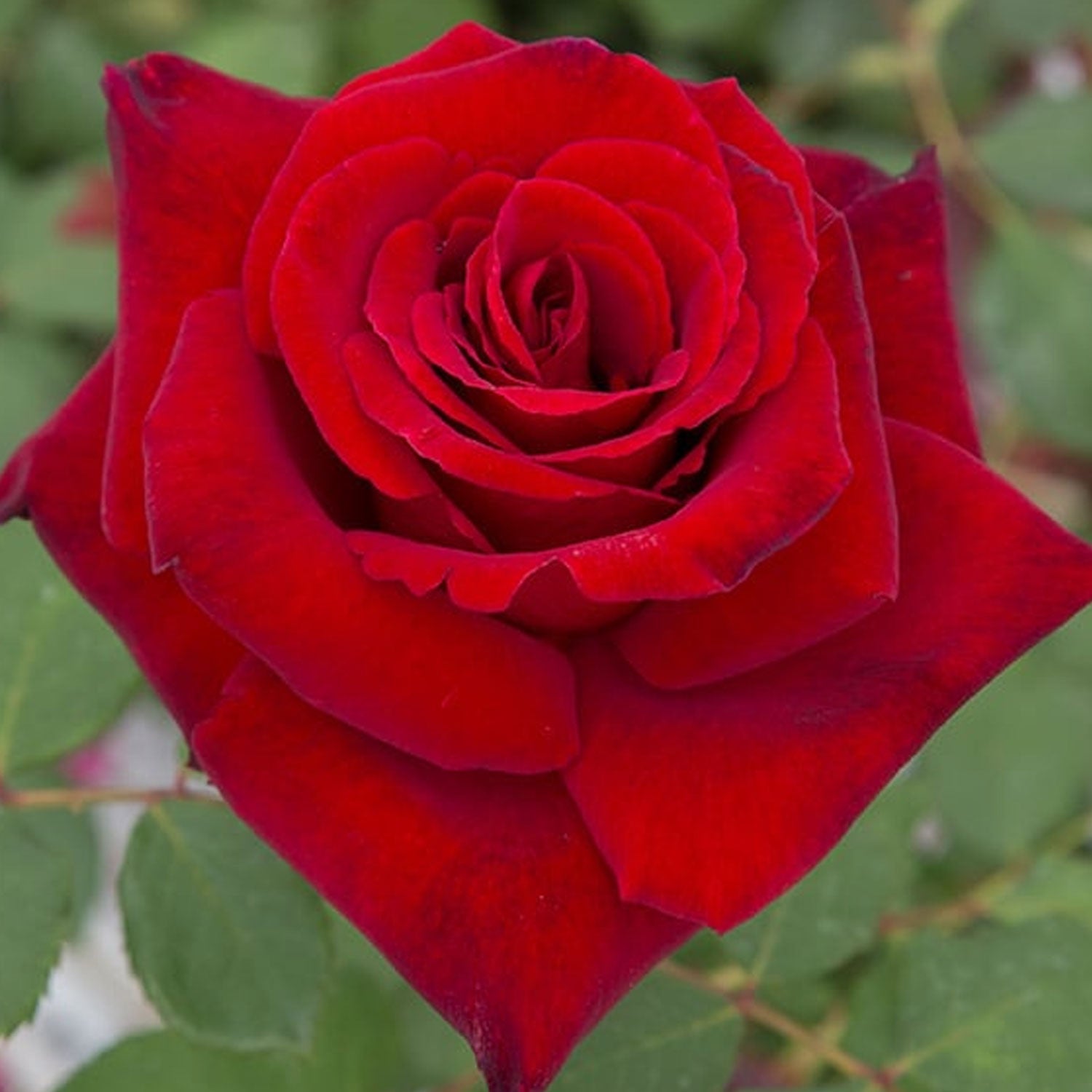 Loves Promise Rose 1.5 gallon Pot