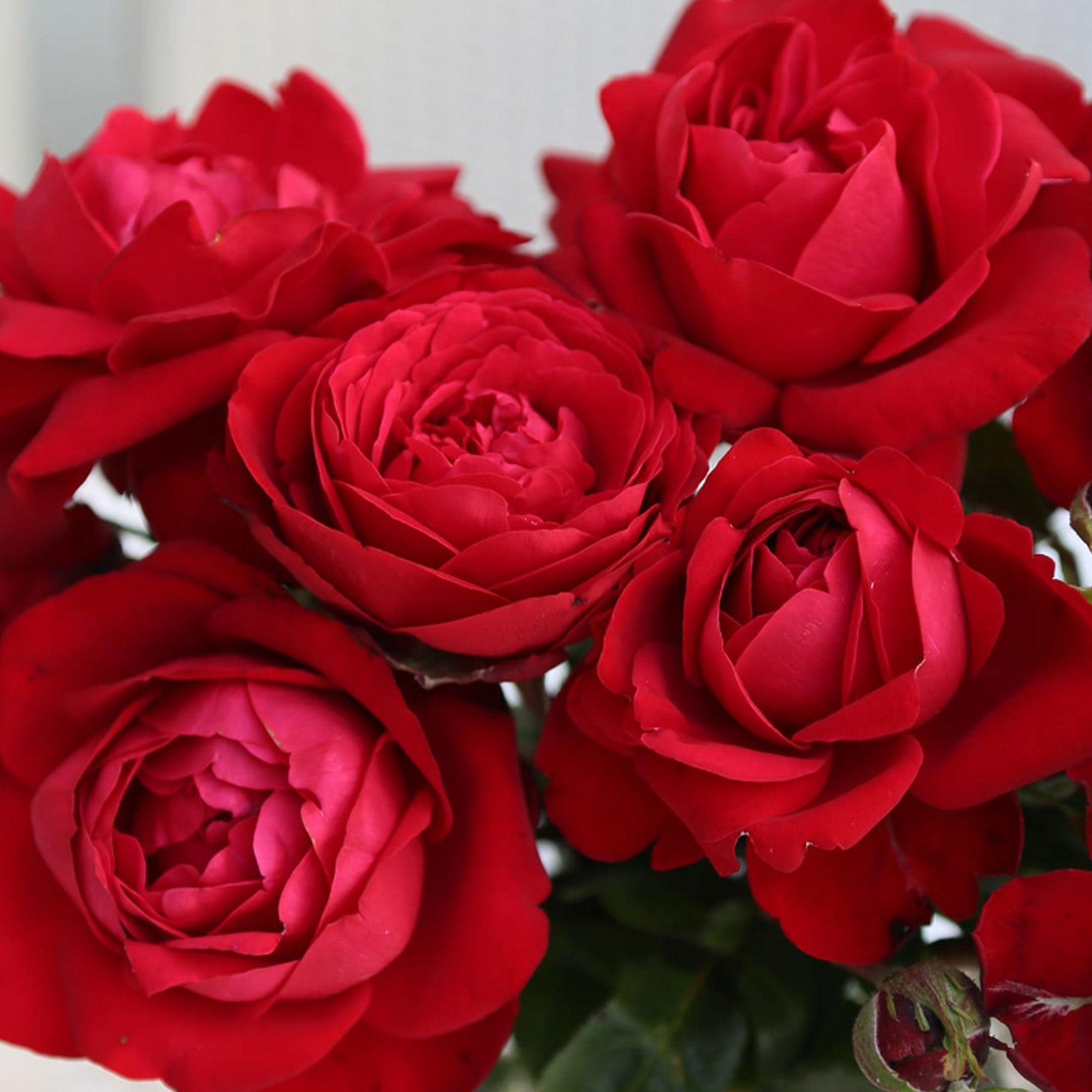 Tiamo Rose 1.5 gallon Pot