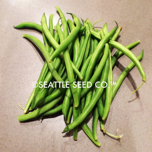 Beans - Blue Lake FM-1 (Pole)