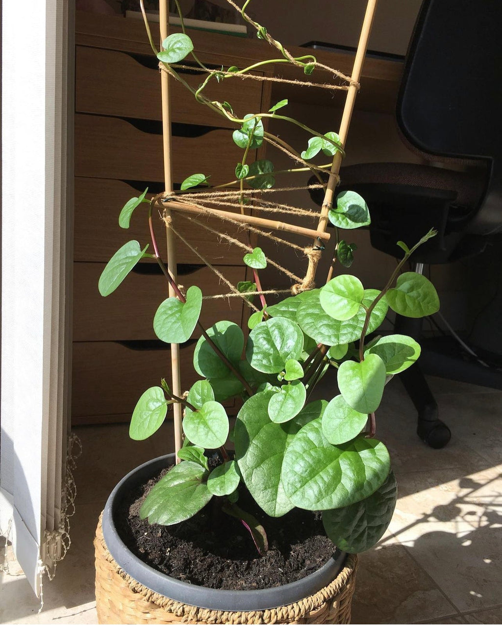 Red Malabar Spinach Live Plant