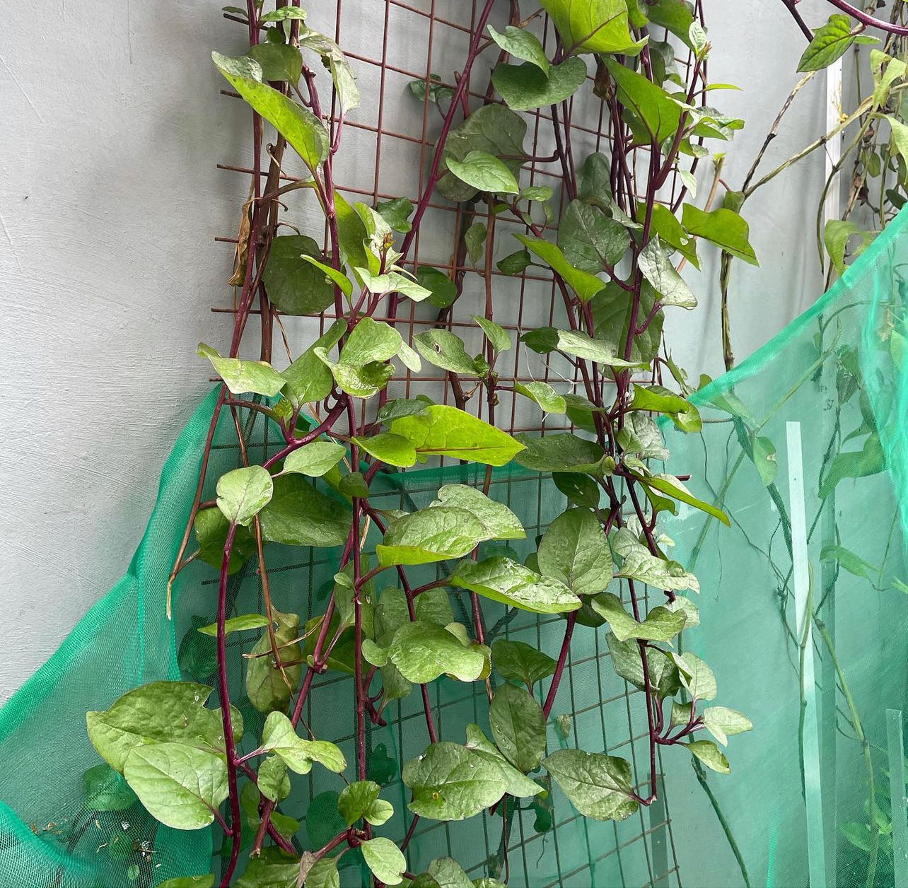 Red Malabar Spinach Live Plant