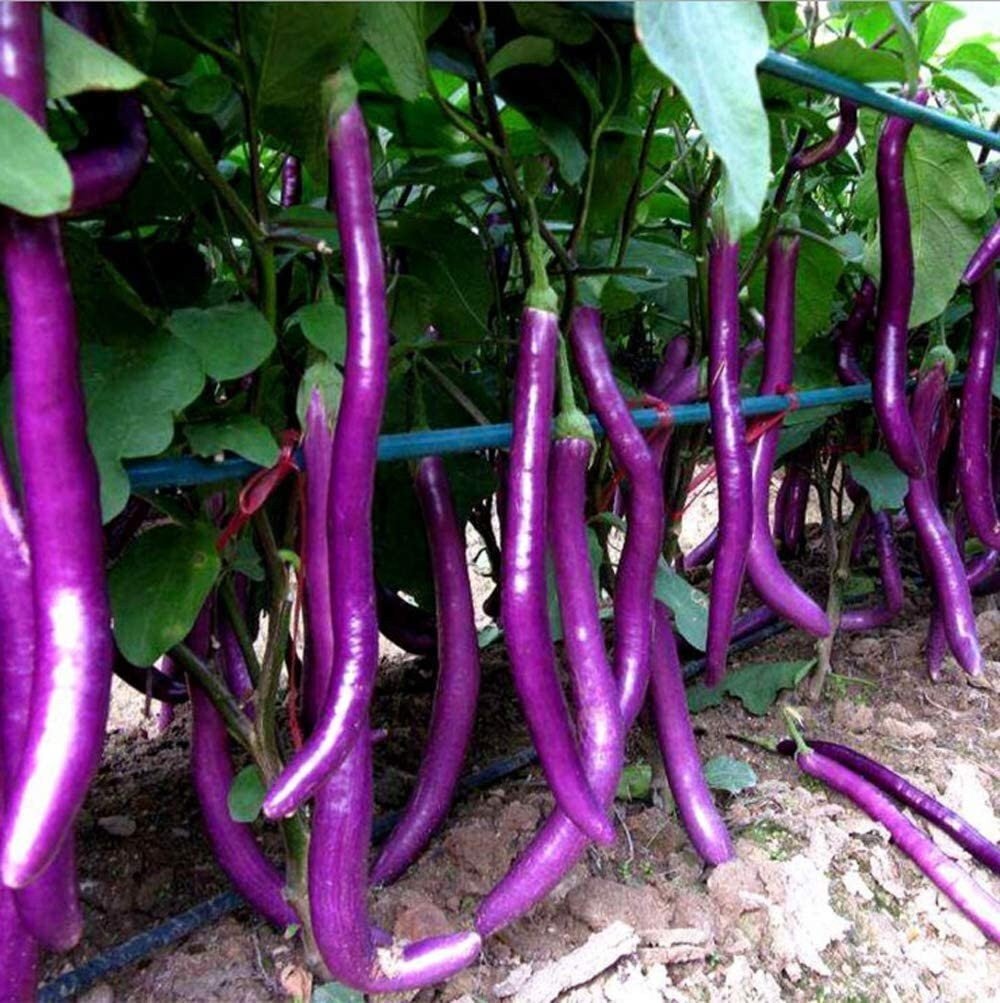 Long Purple Eggplant Seeds - Solanum Melongena - Non-Gmo Aubergine Asian Vegetable