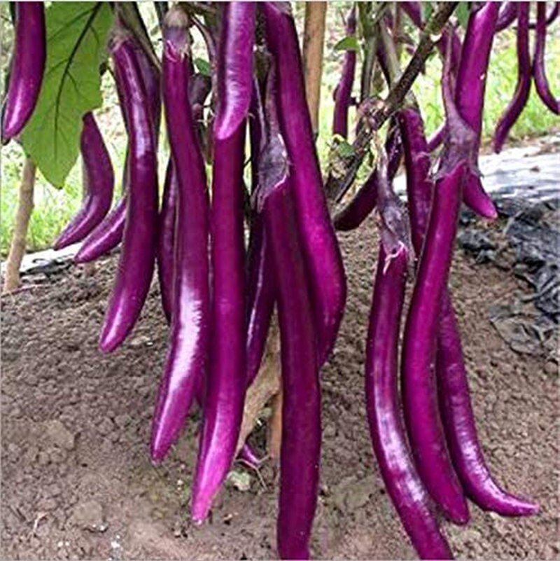 Long Purple Eggplant Seeds - Solanum Melongena - Non-Gmo Aubergine Asian Vegetable