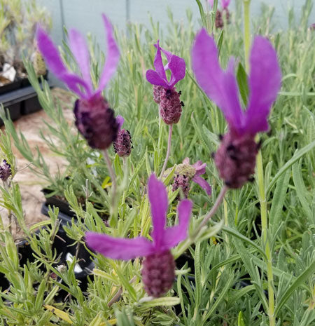 Lavender Live Plants Spanish