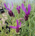Lavender Live Plants Spanish